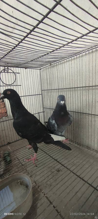 Lakayy pure white Pair available