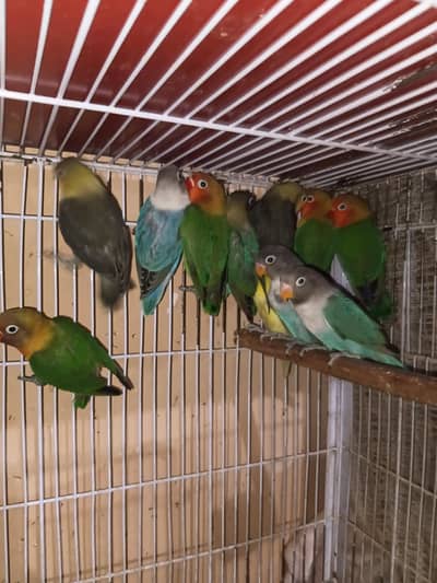 love birds healthy pairs