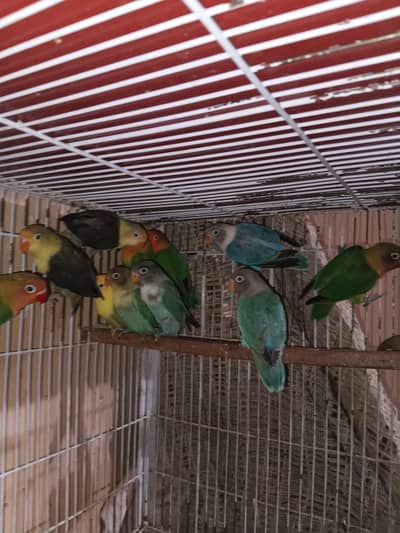 love birds healthy pairs