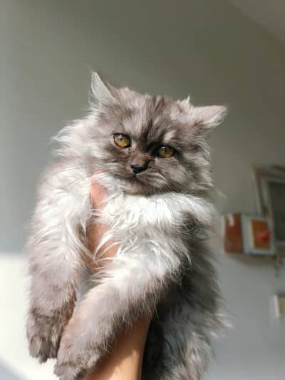 Persian cat