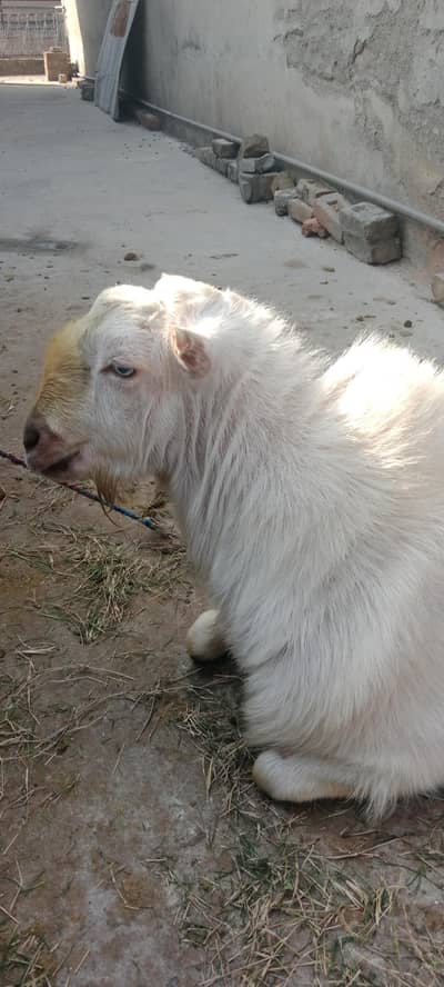 4 dant breader + male female jori