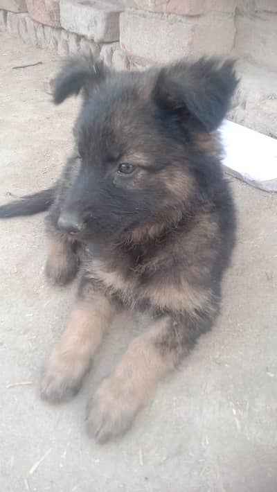 german shepard male and female for sale