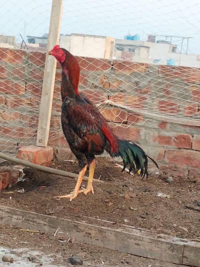 Pakistani Sindhi Aseel  murgha  for sale 03044329754