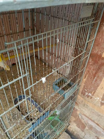 cage for sell