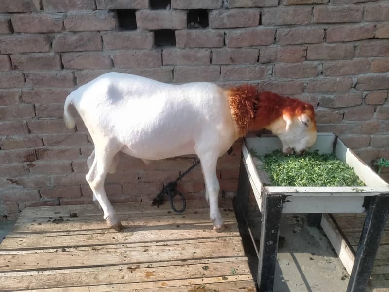 مندرہ چھترا 0