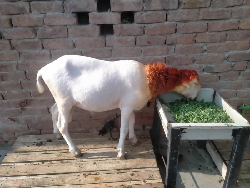 مندرہ چھترا 1