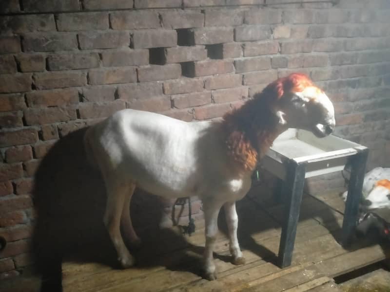 مندرہ چھترا 2