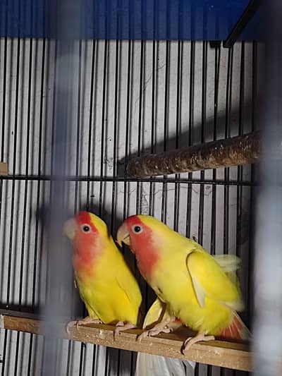 Comman lutino red eyes pair