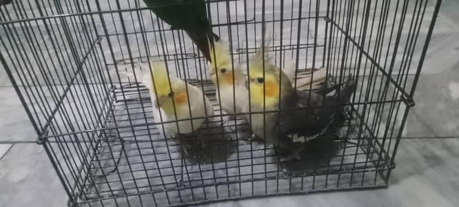 4 male for sale 3 coktail male 1 green chiks conor. male