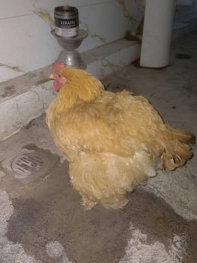 golden buff hen for sale