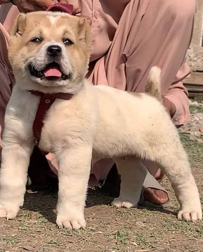 hello baby dog male available for sale 2 month