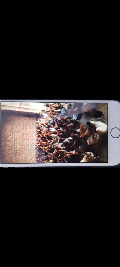 call & WhatsApp 03227417682/03028373497