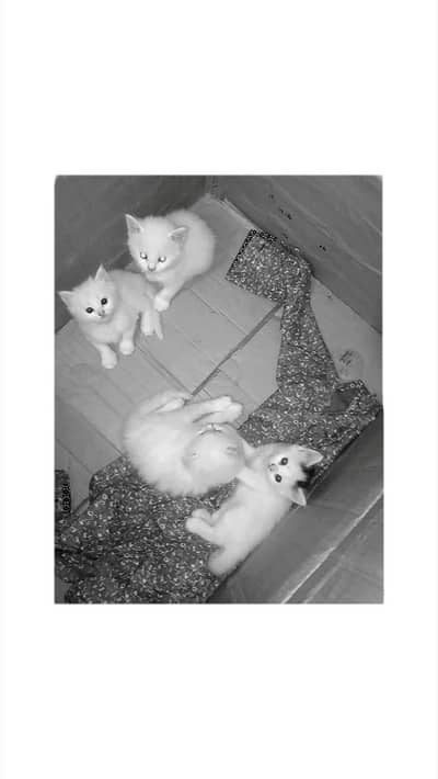 Triple coat healthy kittens