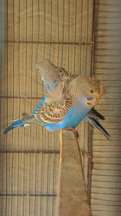 Hogo Budgies phir For Sale