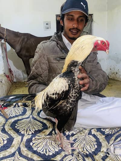 Jawa patha 10 month age