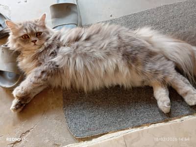 Persian Pair for sale age 8 months