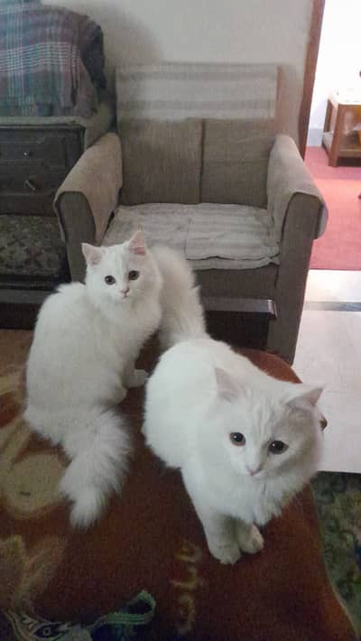 Adorable Seven-Month-Old Cat Pair for Sale!