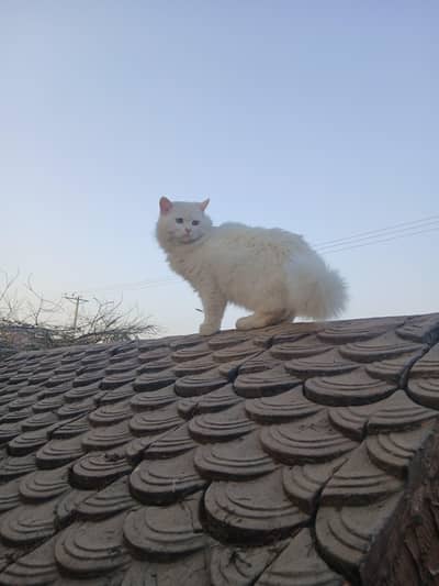 triple coated male little trnd contact number 03424921625