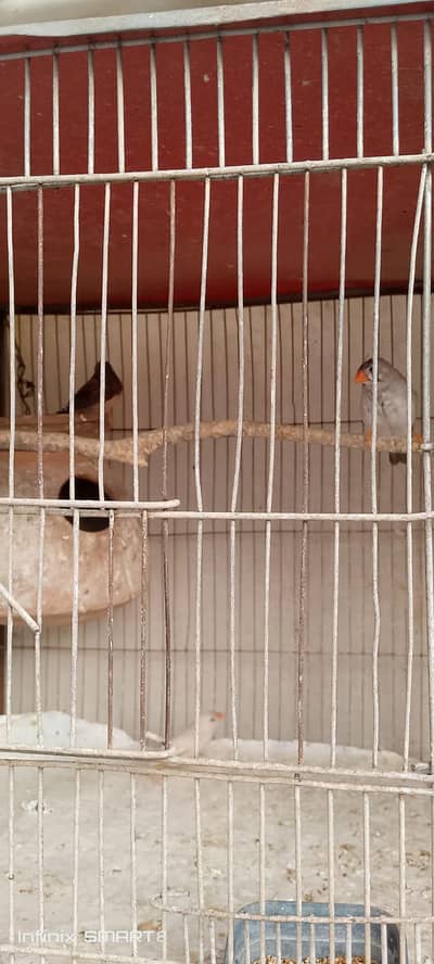 grey java and zebra Finch pairs