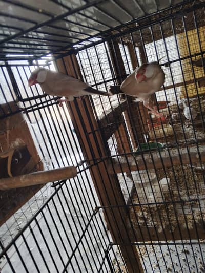 fawan jawa breeder pair for sale