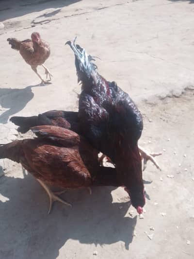 Aseel Hen and Dasi For sale