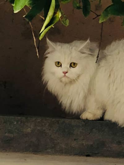 Persian cat 