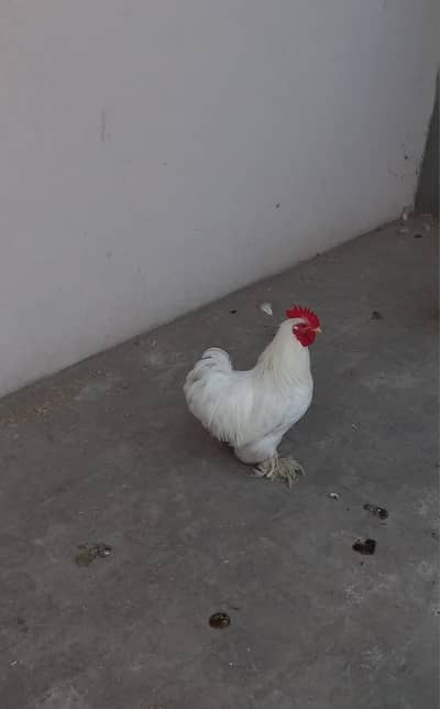 Bantam beautiful pair for sale