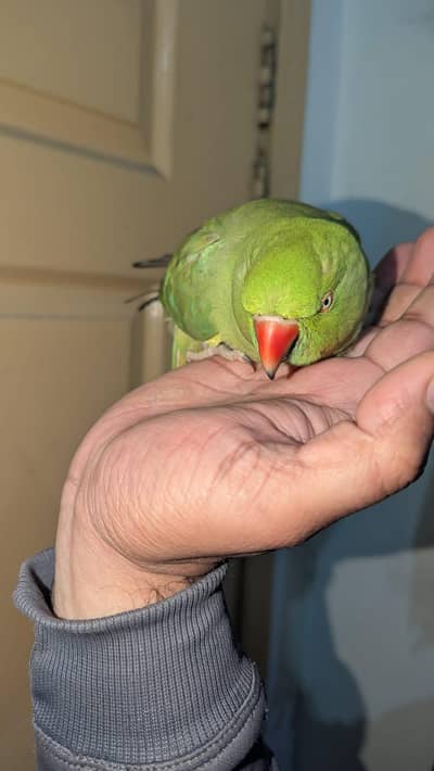 green parrot female