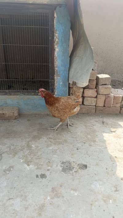 5 desi hens