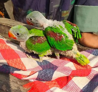 Kashmiri Raw Chicks Pair