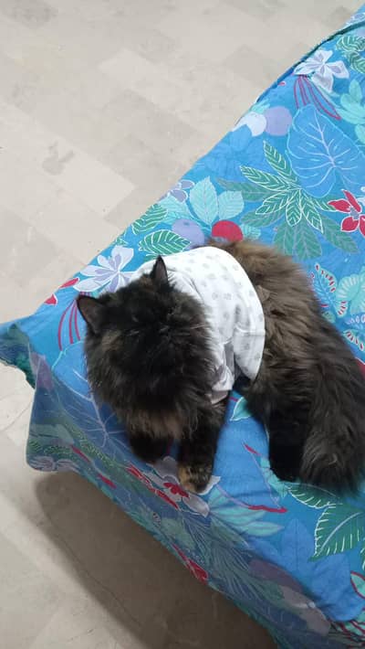 beautiful Persian cat dark brown colour