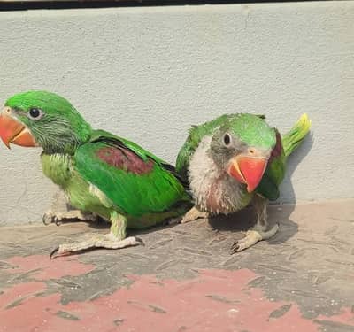 Kashmiri Raw Chicks Pair Active Healthy