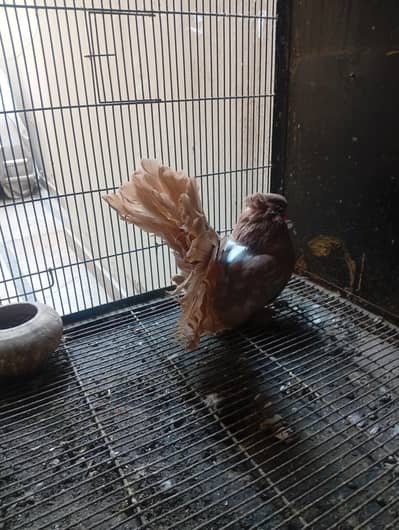 american fantail breeder female