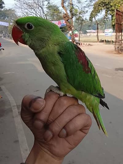 Kashmiri Raw Chick Male