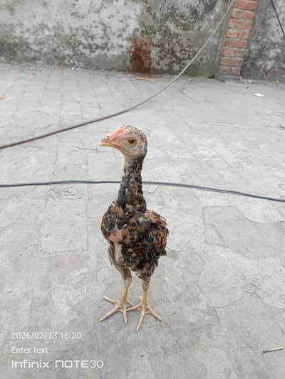 aseel patha for sale