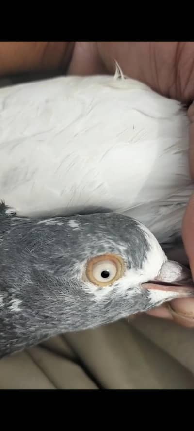 ch sakhi tadi breeding Kabootar for sale