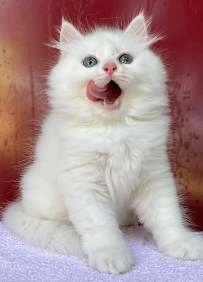 Persian kitten Female Punch Face Triple Coated