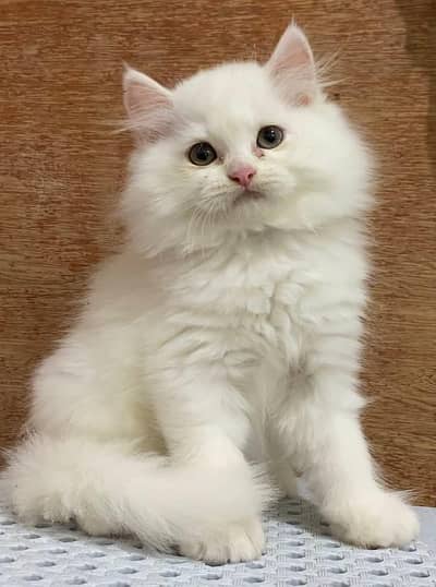 Persian kitten Female Triple Coated