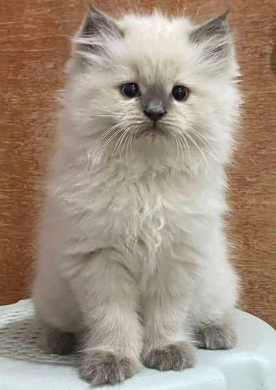 Persian kitten Female Triple Coated