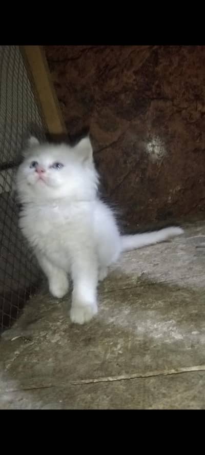 Persian breed kitten healthy and active