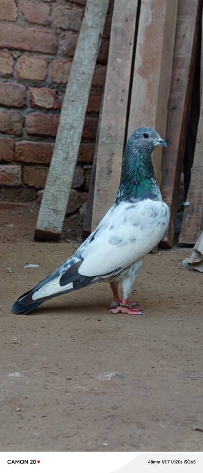 Original Choha Male kabotar