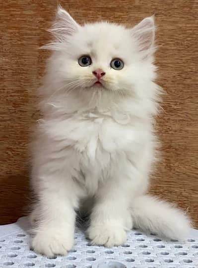 Persian kitten Female Punch Face