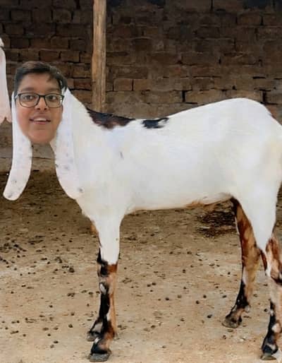 Genuine dou daant KHASI bakra