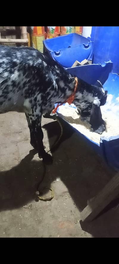 bakri  mu sa 4 dant what app num 03236501245