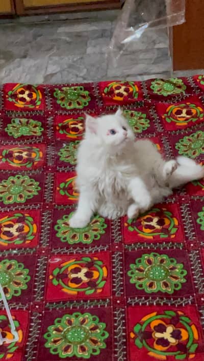 White Persian Male Kitten