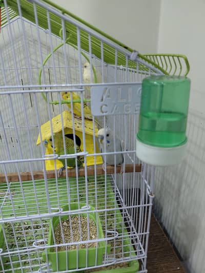 4 Parrots with cage