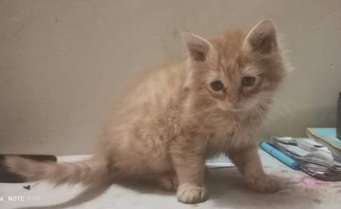 selling double coated and triple coated kittens