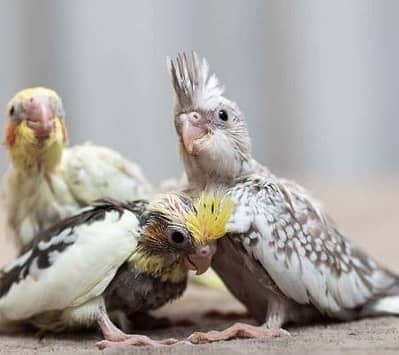 cockatiel chicks for handtame available