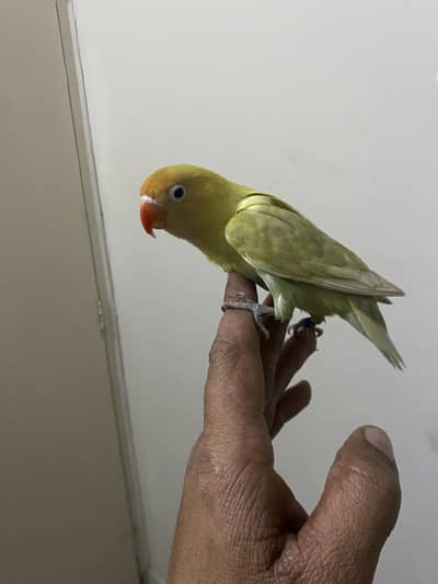 Lovebird breeding pair and single