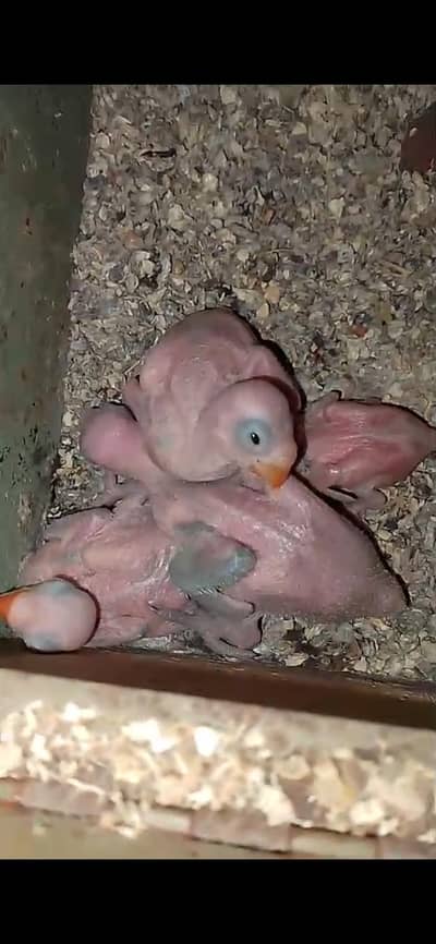 swinsun lories chick